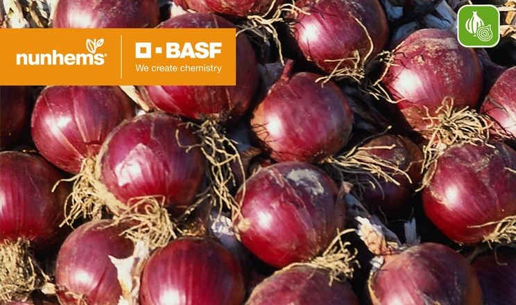 BASF | Nunhems представила високоврожайний середньостиглий сорт червоної цибулі