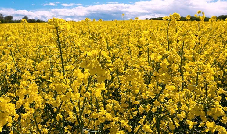 Фаворити ріпакового ринку