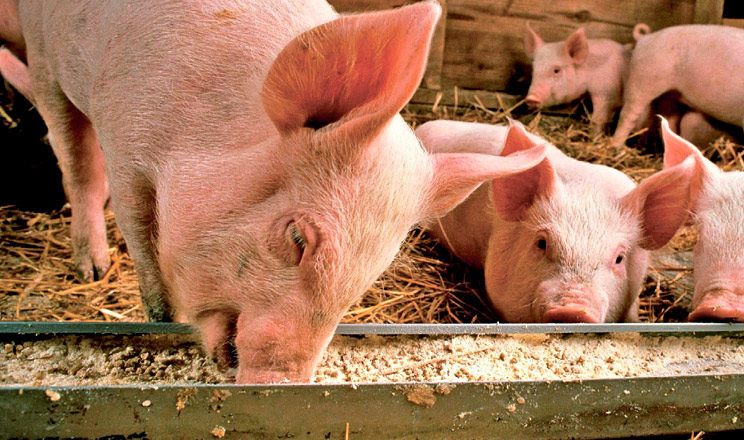 Застосування ензимних кормових добавок поліпшує якість кормів і сприяє зниженню витрат на годівлю