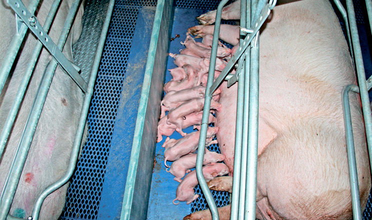Корегуванням годівлі свиноматок можна зменшити кількість мертвонароджених поросят