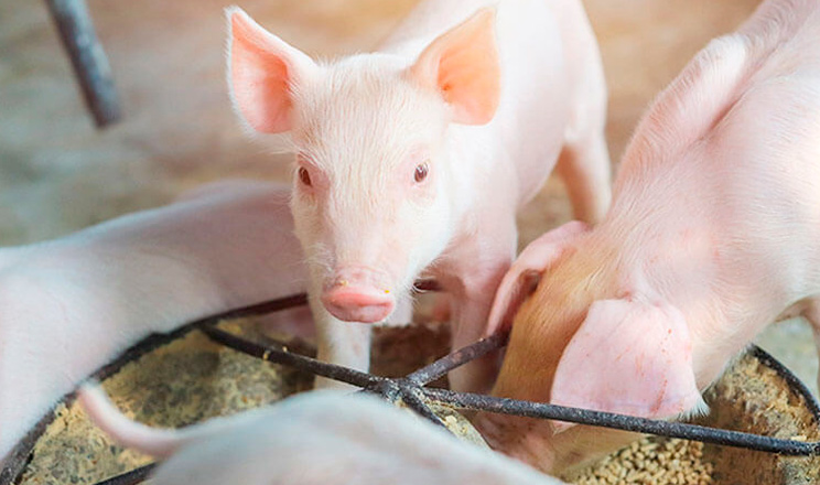 Раціони з високим умістом біодоступних органічних мікроелементів є стратегією зменшення виділення мікроелементів із відходами тваринництва