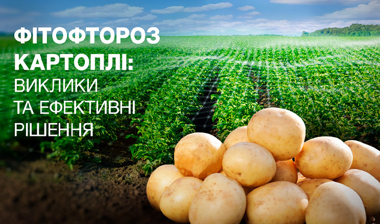 Фітофтороз картоплі: виклики та ефективні рішення