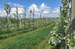 Сім’я з Черкащини за сезон збирає до 200 тонн груш 