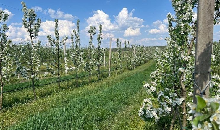 Сім’я з Черкащини за сезон збирає до 200 тонн груш