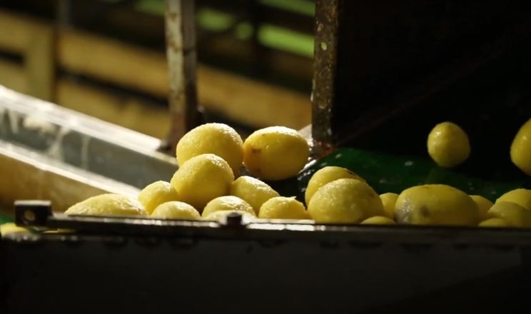 Гостомельське овочеве підприємство відновило роботу