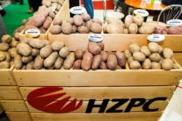 Royal HZPC продав рекордну кількість насіннєвої картоплі