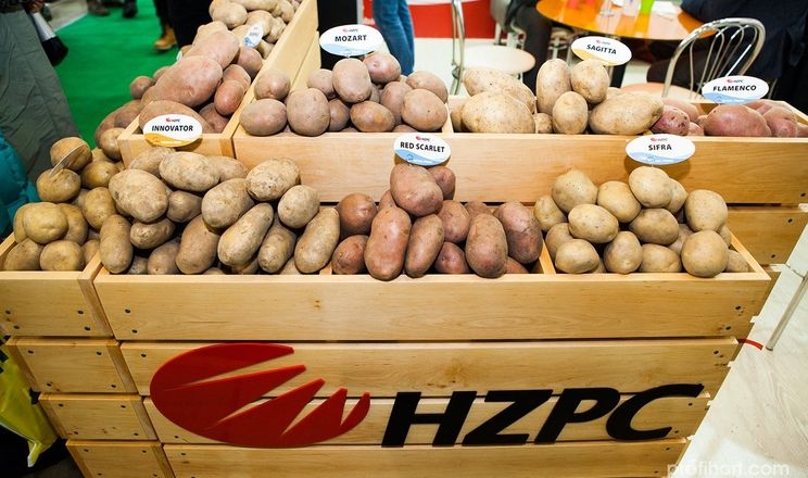 Royal HZPC продав рекордну кількість насіннєвої картоплі