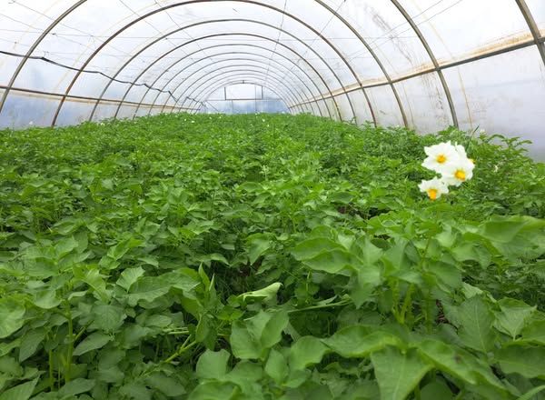 З початку травня на Полтавщині збирають урожай тепличної картоплі