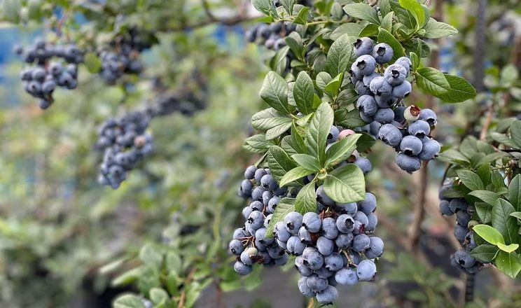 Колишня медсестра з Японії вирощує 40 сортів лохини на дегустаційній фермі