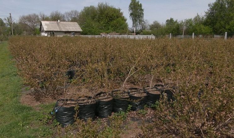 Будівельник змінив професію і вирощує лохину