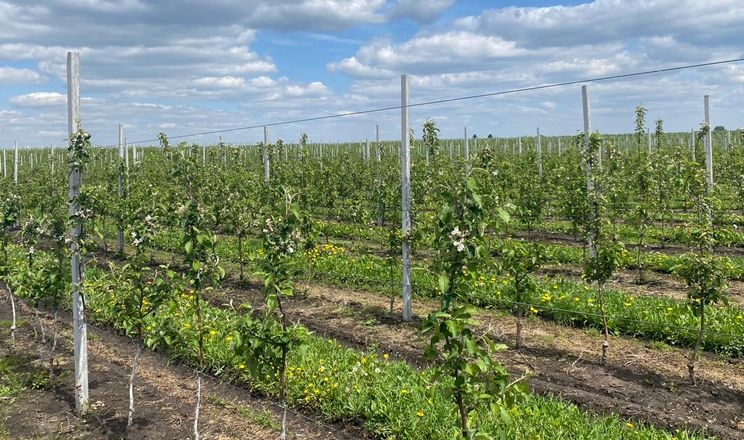«Флора-Захід» заклала 25 га нових садів за держпрограмою «Свій сад»