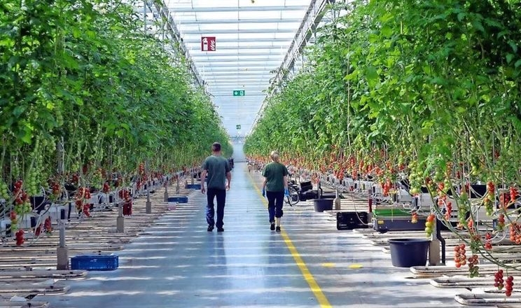 У Німеччині розповіли, чому тепличне господарство у них не «злітає»