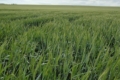 Озима пшениця у Tekom Agro Group перебуває у фазі формування колосу: погода сприяє
