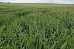 Досвідом підбору сортів та гібридів поділилися в Tekom Agro Group на Одещині