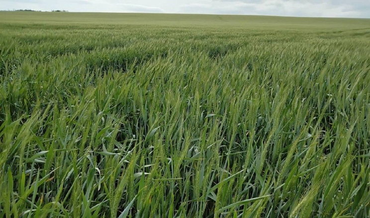 Озима пшениця у Tekom Agro Group перебуває у фазі формування колосу: погода сприяє