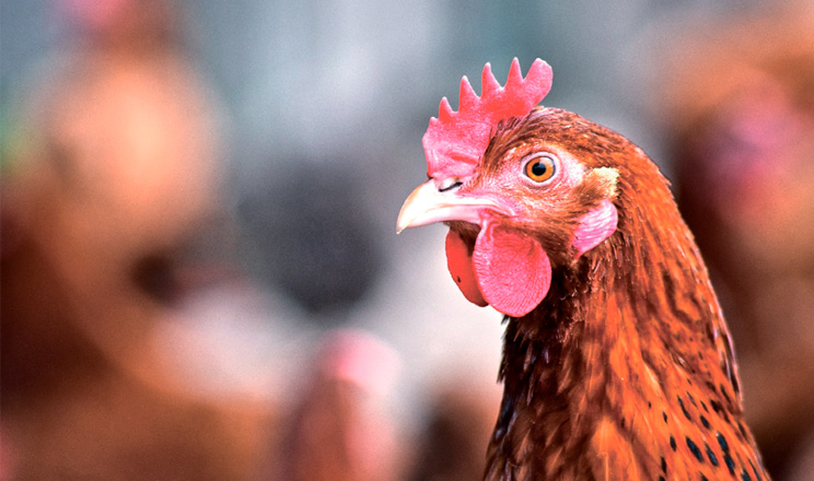 У вирощуванні індиків 80% успіху залежить від раціону, умов утримання, якості догляду