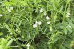Сочевиця в Tekom Agro Group перебуває у фазі цвітіння і демонструє високий потенціал