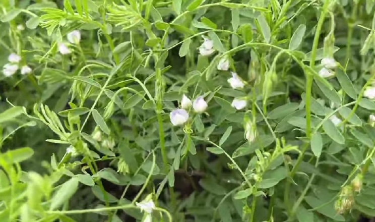 Сочевиця в Tekom Agro Group перебуває у фазі цвітіння і демонструє високий потенціал