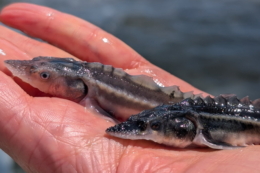 Які терміни окупності напрямів осетрового бізнесу