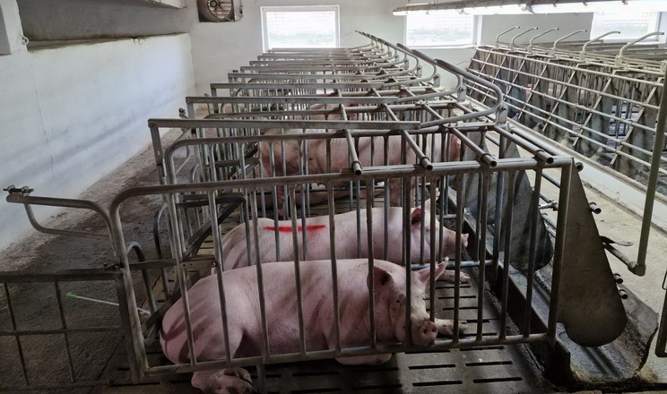 Як поліпшити репродуктивність свиноматок