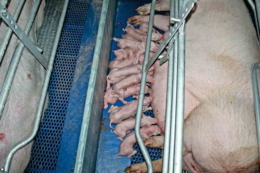 Моніторинг і цільове обстеження допомагають контролювати репродукцію свиноматок