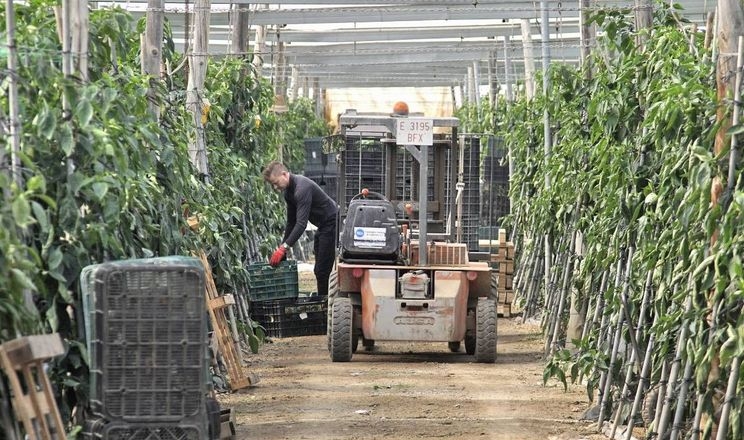 Новий вірус уразив 1 тис. га перцю в Іспанії