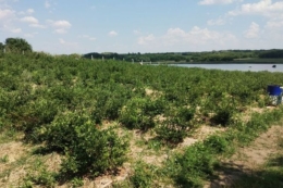 Заморозки вдарили по ранній лохині на Кіровоградщині<br>