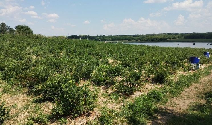 Заморозки вдарили по ранній лохині на Кіровоградщині<br>