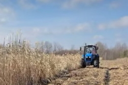 Міскантус дає стабільний урожай на бідних ґрунтах до 20 років