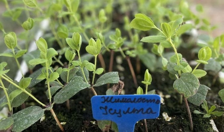 Ветеран із Вінниччини відновив бізнес із вирощування саджанців жимолості