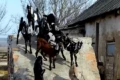 З-під обстрілів на Донеччині врятовано майже 200 кіз