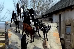 З-під обстрілів на Донеччині врятовано майже 200 кіз