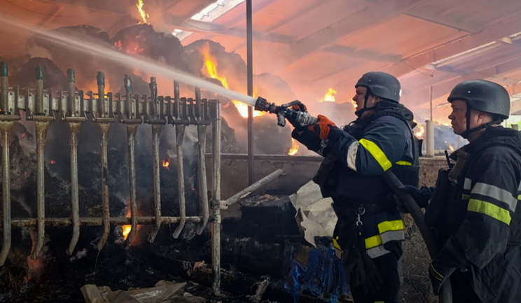 На харківській фермі через влучання бомби загинули корови