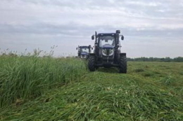 «Агрейн» планує зібрати кормів для ВРХ із 1,3 тис. га