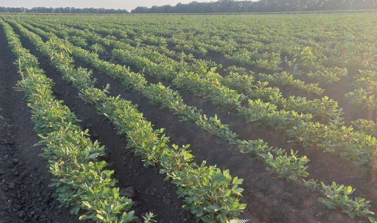 «Агротрейд» уперше посіяв арахіс на Чернігівщині
