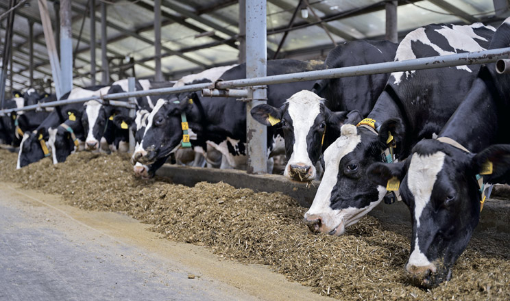 Джерело продуктивності ВРХ