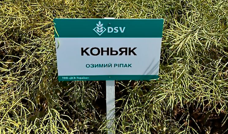 Phoma Blocker — посилений механізм захисту від Фомозу