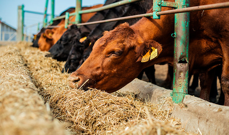 Захищений метіонін підтримує функцію печінки, покращує склад молока, зміцнює імунну систему