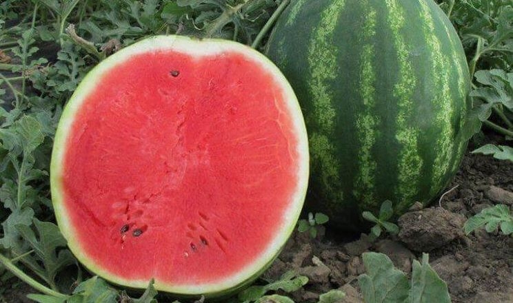 Кавуни з Київщини йдуть на експорт