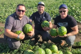 На Миколаївщині почали збирати кавуни