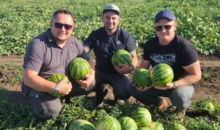На Миколаївщині почали збирати кавуни