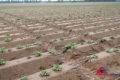 Крапельне зрошення збільшить урожай картоплі «Агріко Україна на 10-15 т/га