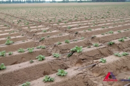 Крапельне зрошення збільшить урожай картоплі «Агріко Україна на 10-15 т/га