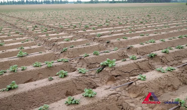 Крапельне зрошення збільшить урожай картоплі «Агріко Україна на 10-15 т/га