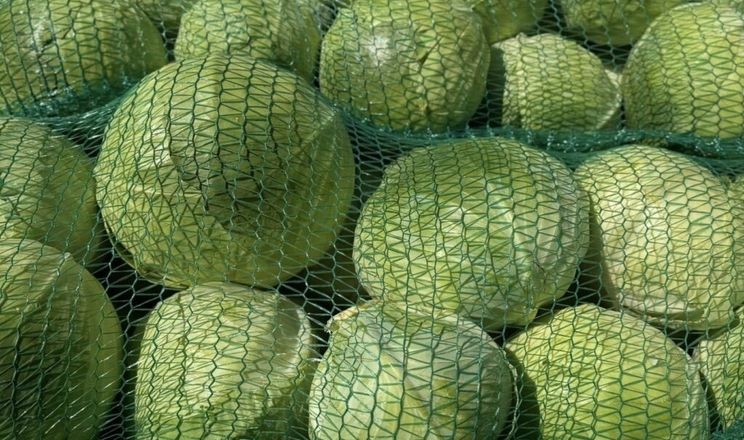 Різко подешевшала рання капуста, проте втричі дорожча, ніж торік