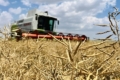 Жнива озимого ріпаку стартували в Tekom Agro Group
