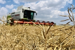 Жнива озимого ріпаку стартували в Tekom Agro Group