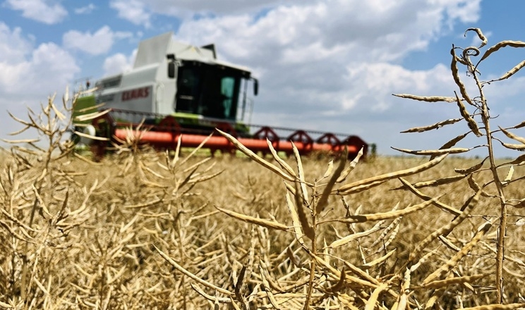 Жнива озимого ріпаку стартували в Tekom Agro Group