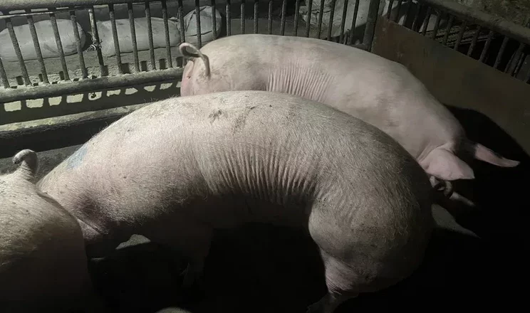 Через укуси зовнішніх статевих органів свиноматок можуть вибраковувати