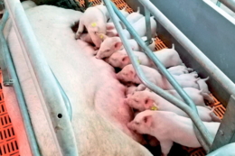 Поросята РІС усе менше потребують мачух